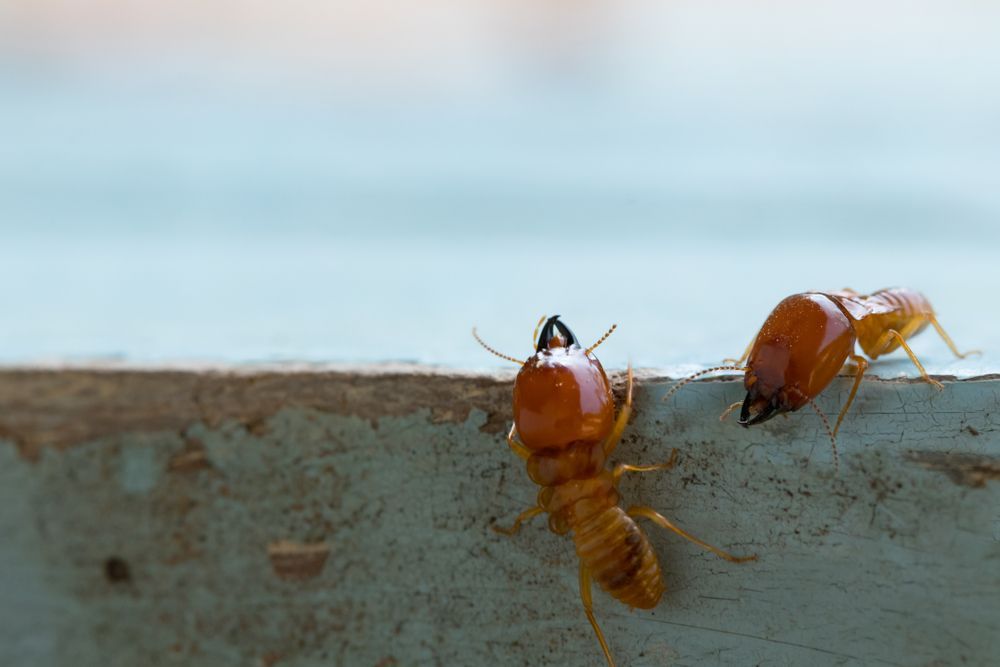 Two Termites on a Weathered, Light Blue Wooden Surface — Hancock Pest Control in Mardi, NSW