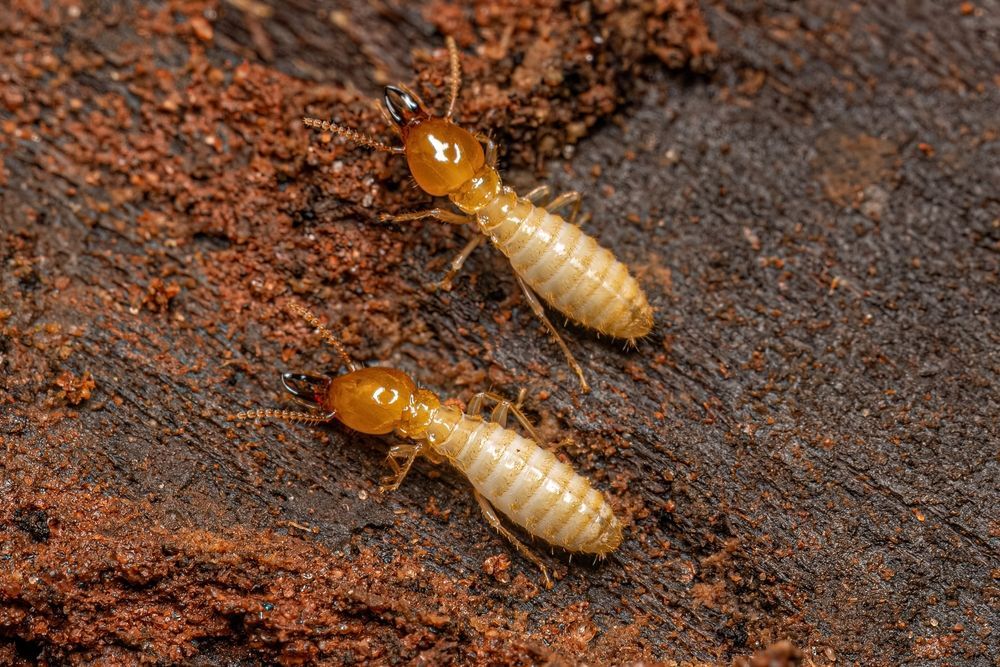 Two Termites Crawling on Dark, Weathered Wood — Hancock Pest Control in The Entrance, NSW