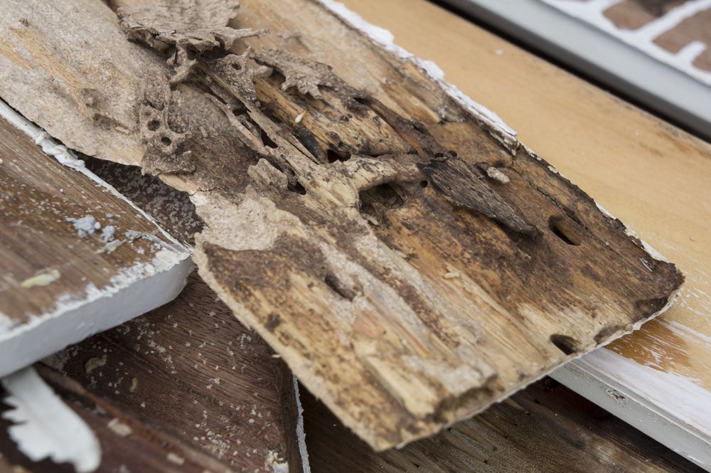 Termite-damaged Wood Plank With Holes and Wood Shavings — Hancock Pest Control in Wyong, NSW