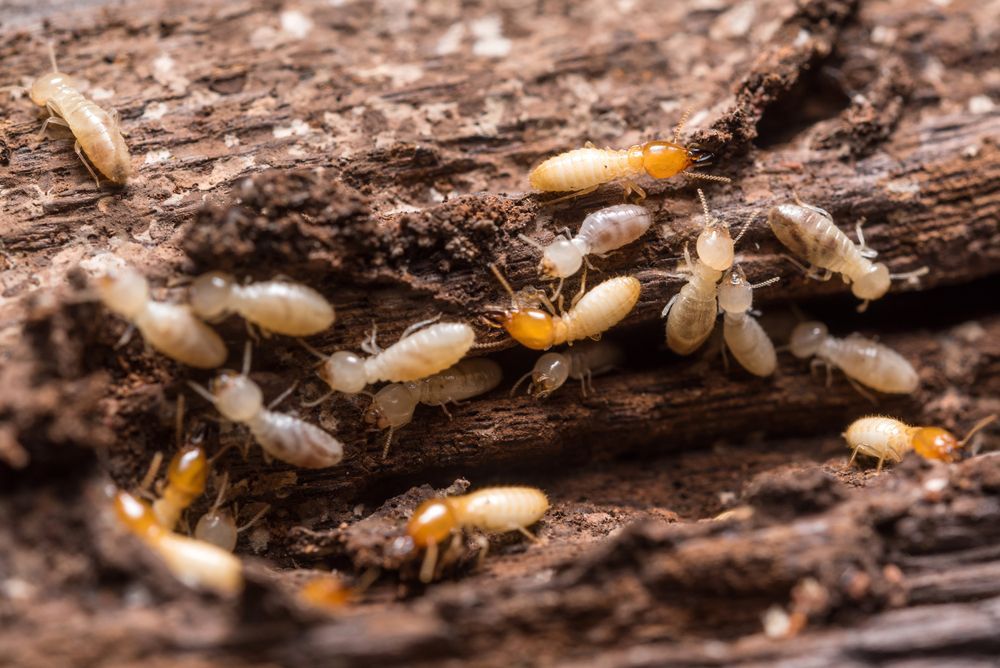 Termites Infesting and Consuming Decaying Wood — Hancock Pest Control in Erina, NSW