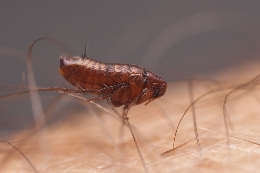 Flea on Human Skin, Brown Body, Six Legs, Small Hairs — Hancock Pest Control in Mardi, NSW
