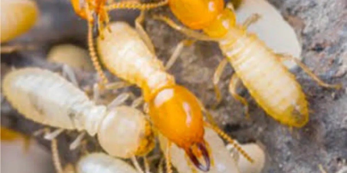 Close-up of Several Termites, Some With Orange Heads — Hancock Pest Control in Mardi, NSW