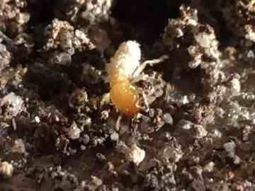 Termite on Dark Soil — Hancock Pest Control in Mardi, NSW