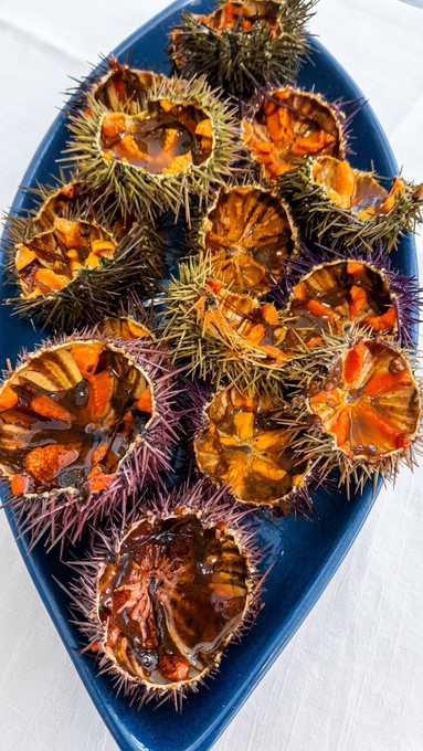 Piatto blu con conchiglie di ricci di mare arancioni e appuntite disposte su una superficie bianca.