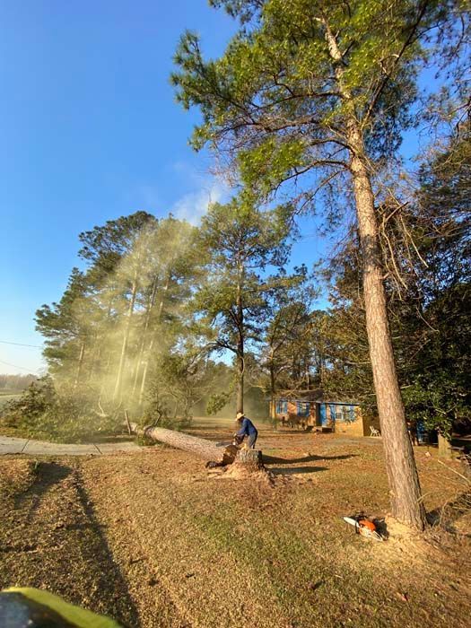A man is cutting down a tree with a chainsaw.