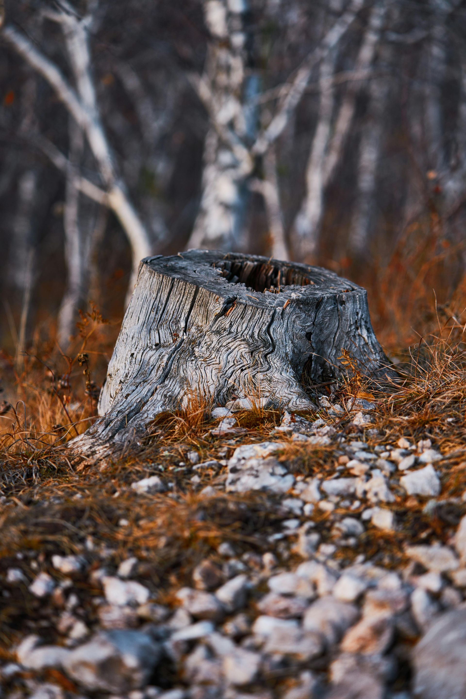 A tree stump in the middle of a forest.