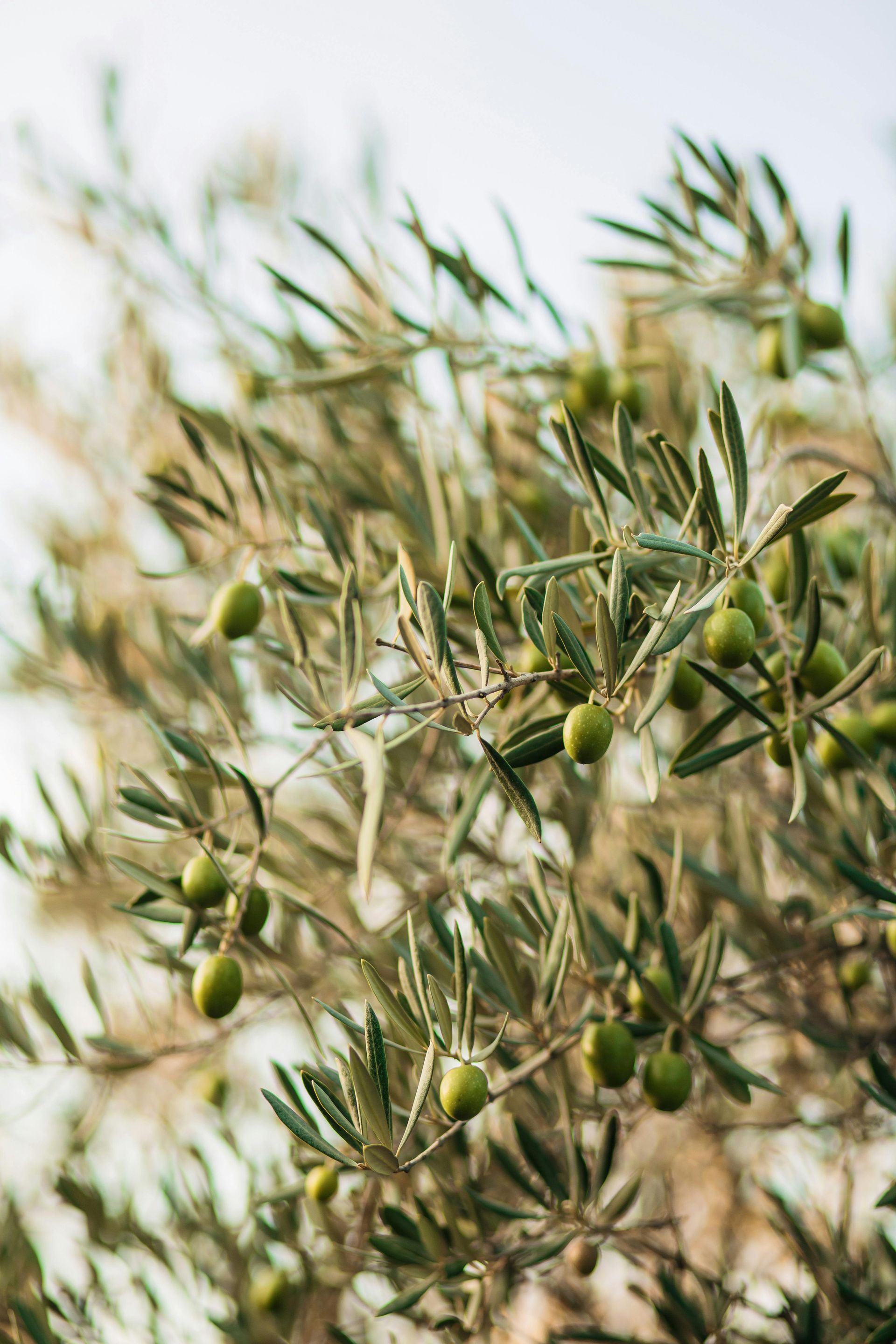 Olijfboom in Italie met groene olijven