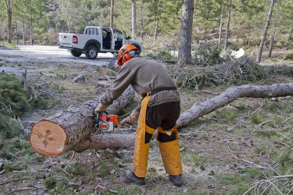 Grass Slashing Sunshine Coast | Branch Manager Tree Services