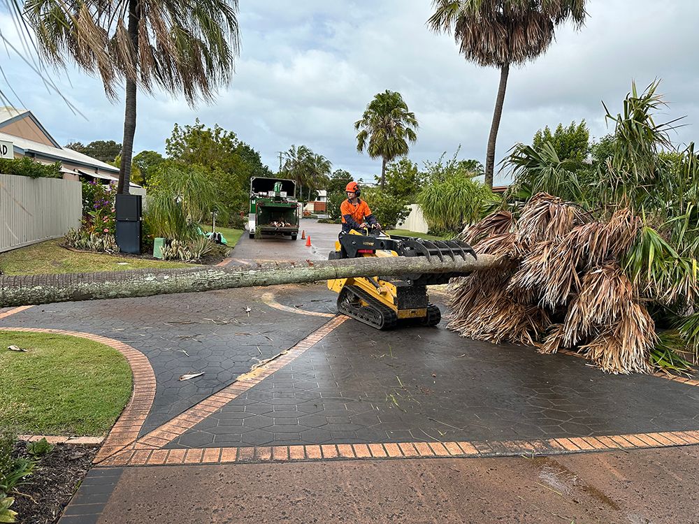 Tree Services Sunshine Coast | Branch Manager Tree Services