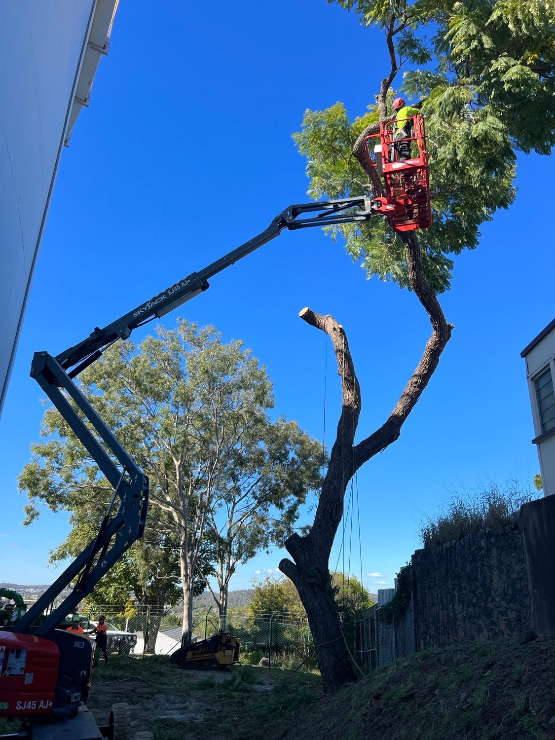Arborist Sunshine Coast | Tree Removal & Tree Services