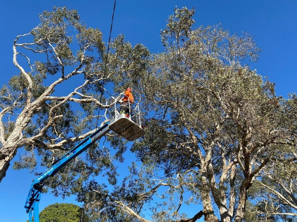 A Man Is Cutting A Tree With A Crane — Branch Manager Tree Services Coolum Beach In Coolum Beach, QLD