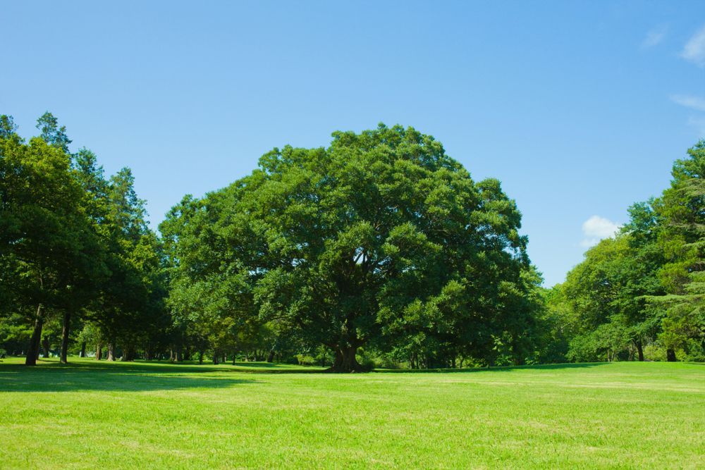 A Large Tree In The Middle Of A Lush Green Field — Branch Manager Tree Services Coolum Beach In Coolum Beach, QLD