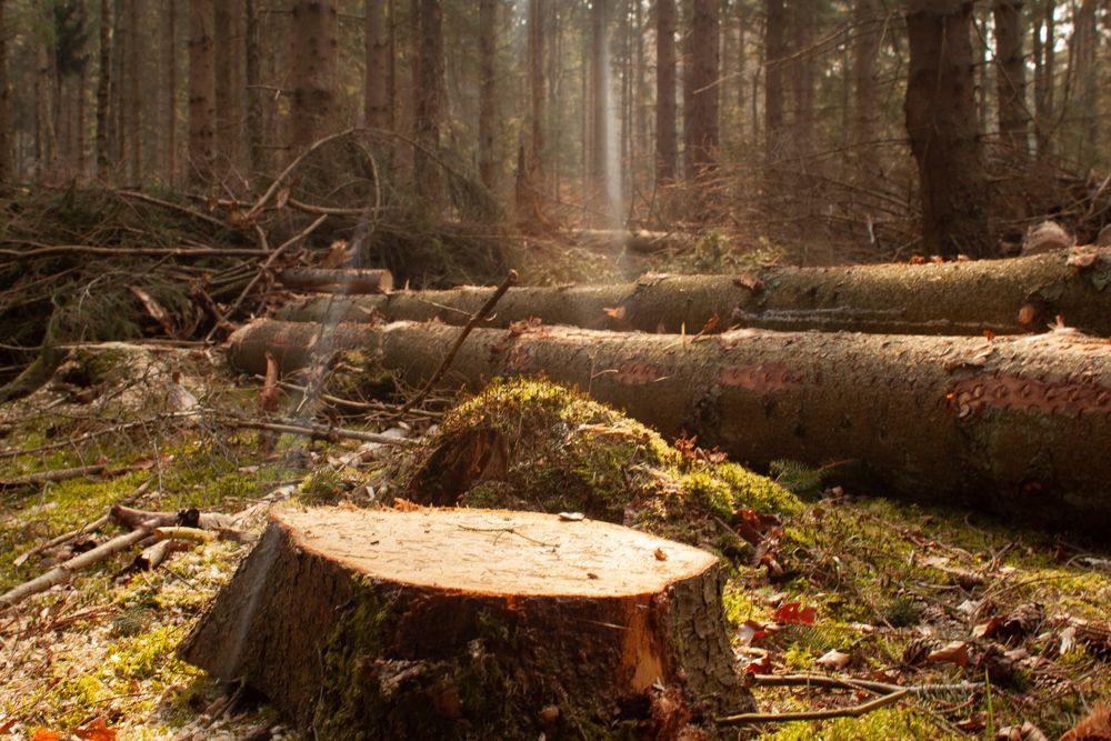 A Pile of Logs in a Forest With a Stump in the Foreground — Branch Manager Tree Services Coolum Beach In Coolum Beach, QLD