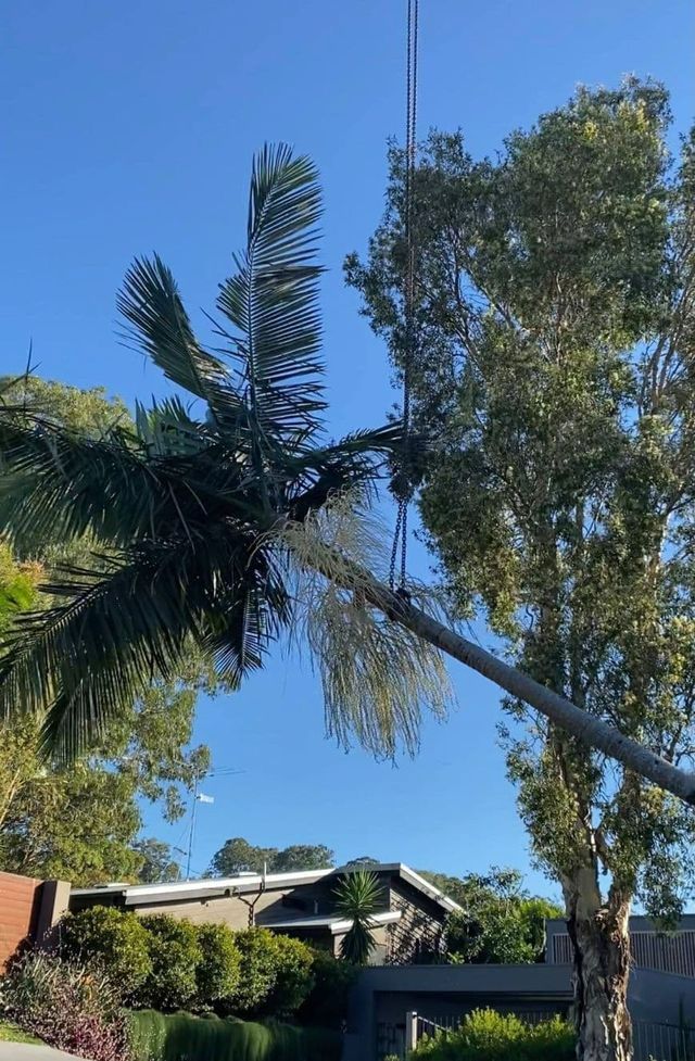 A Palm Tree Is Being Cut Down By A Crane — Branch Manager Tree Services Coolum Beach In Coolum Beach, QLD