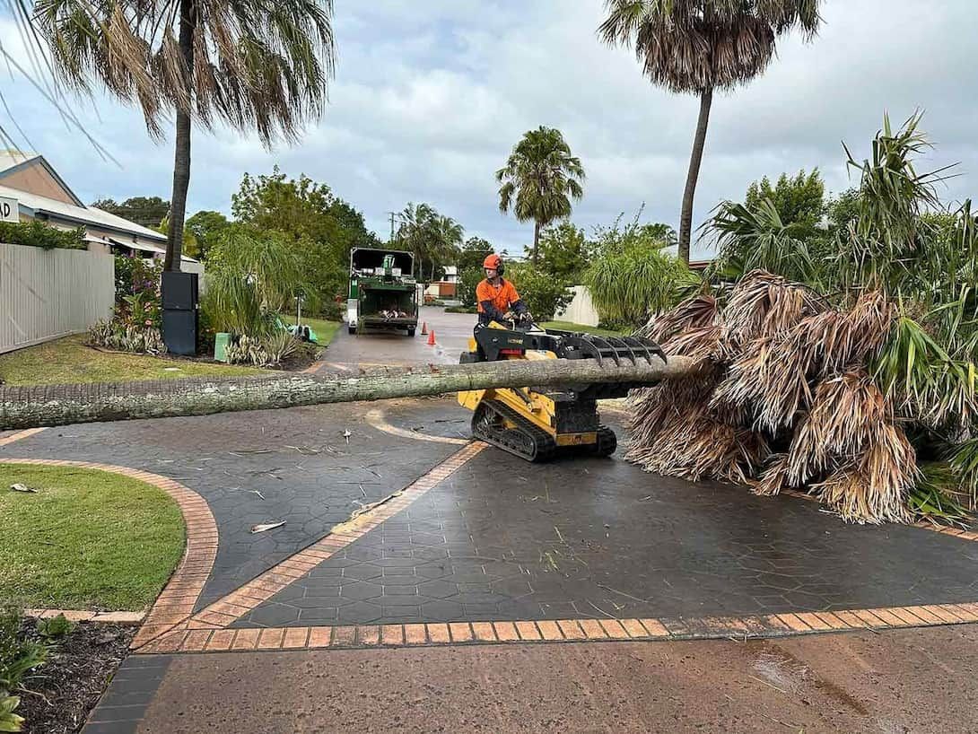 A Person Is Standing Next To A Tree That Has Fallen On The Side — Branch Manager Tree Services Coolum Beach In Coolum Beach, QLD