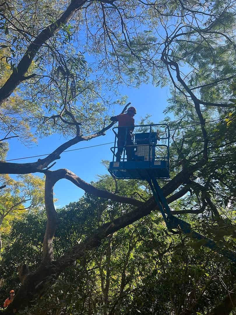 A Man Is Cutting A Tree Branch On A Lift — Branch Manager Tree Services Coolum Beach In Caboolture, QLD