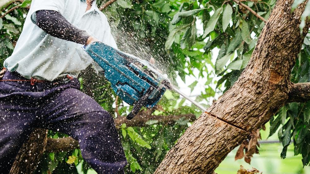 A Man is Cutting a Tree Branch With a Chainsaw — Branch Manager Tree Services Coolum Beach In Caboolture, QLD