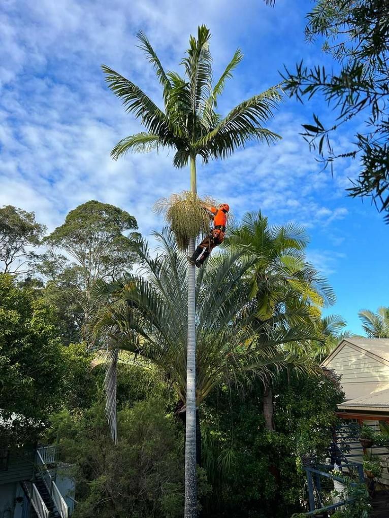 A Man is Climbing a Palm Tree With a Chainsaw — Branch Manager Tree Services Coolum Beach In Narangba, QLD