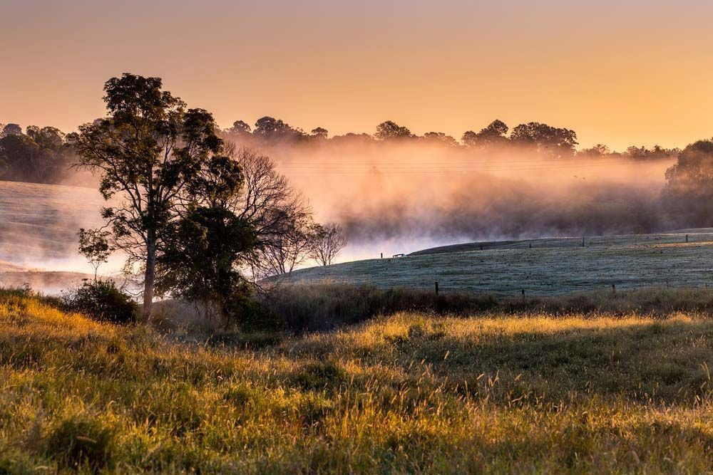 A Foggy Field With A Tree In The Foreground And A Sunset — Branch Manager Tree Services Coolum Beach In Caboolture, QLD