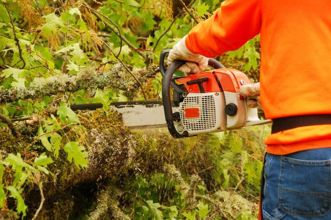 A Man is Cutting a Tree With a Chainsaw — Branch Manager Tree Services Coolum Beach In Buderim, QLD