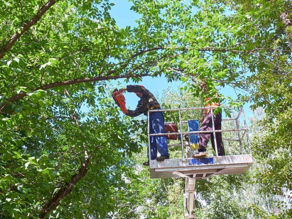 A Man Is Standing In A Bucket Cutting A Tree — Branch Manager Tree Services Coolum Beach In Coolum Beach, QLD