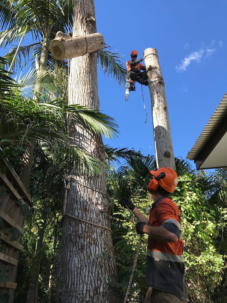 A Man is Cutting Down a Tree With a Chainsaw — Branch Manager Tree Services Coolum Beach In Caboolture, QLD