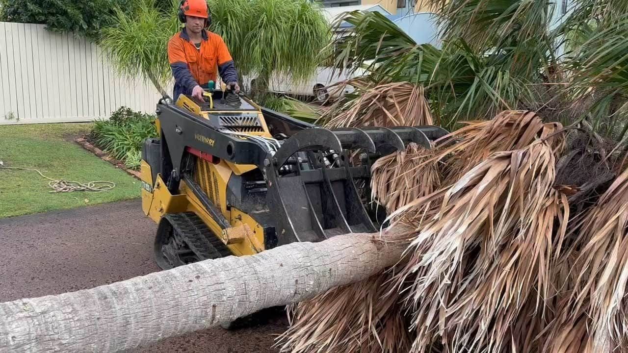 A Man Is Driving A Bulldozer Over A Palm Tree — Branch Manager Tree Services Coolum Beach In Coolum Beach, QLD