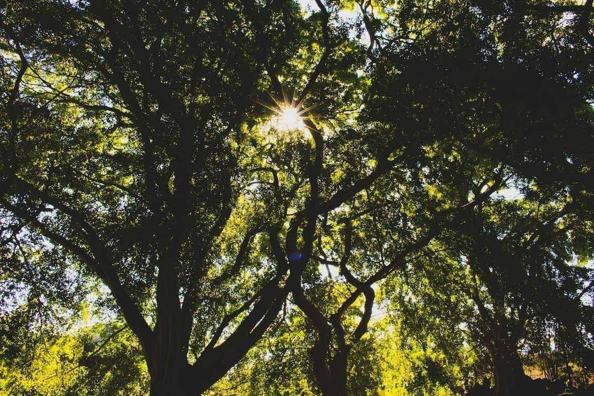 The Sun Is Shining Through The Branches Of A Tree — Branch Manager Tree Services Coolum Beach In Palmwoods, QLD