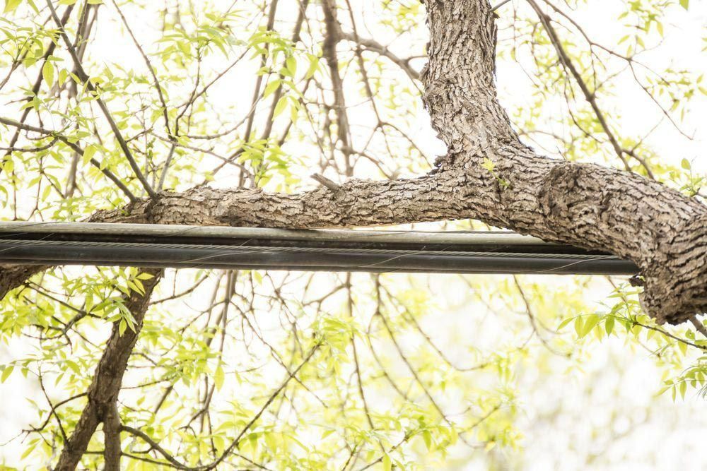 A Tree Branch Is Hanging From A Power Line — Branch Manager Tree Services In Coolum Beach, QLD