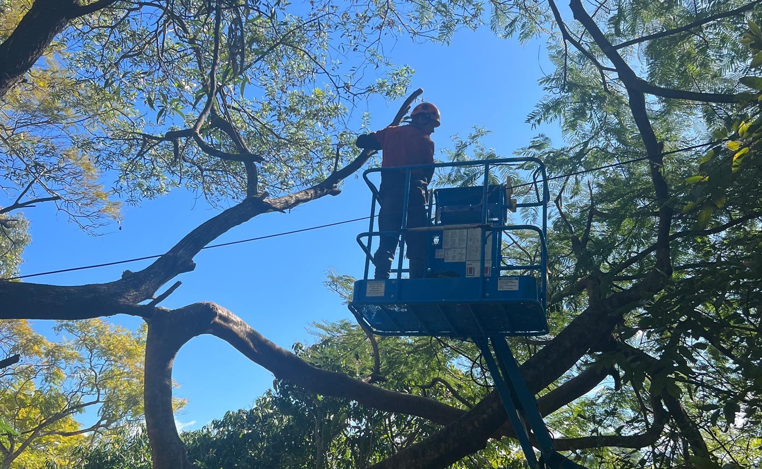 Arborist On A Lift