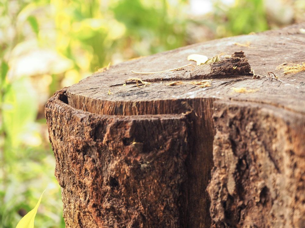A Close Up Of A Tree Stump In The Grass —Branch Manager Tree Services Coolum Beach In Coolum Beach, QLD