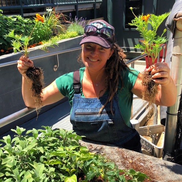 Woman in a garden bed, holding up two freshly pulled plants with roots and soil.