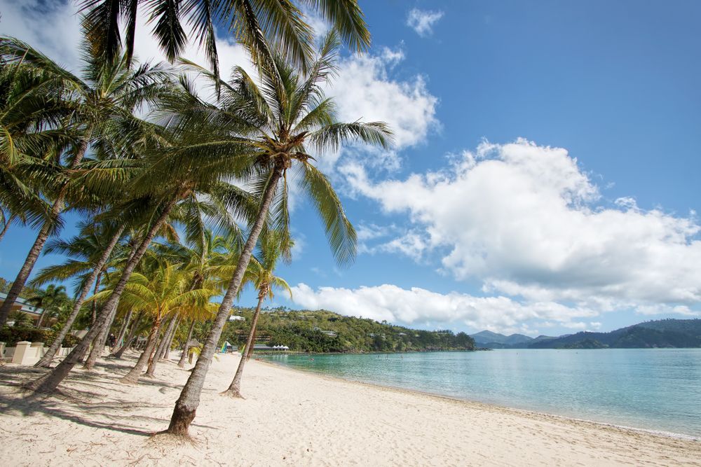 A Large Body of Water Surrounded by Trees and Mountains — Whitsunday Pool Service in Airlie Beach, QLD