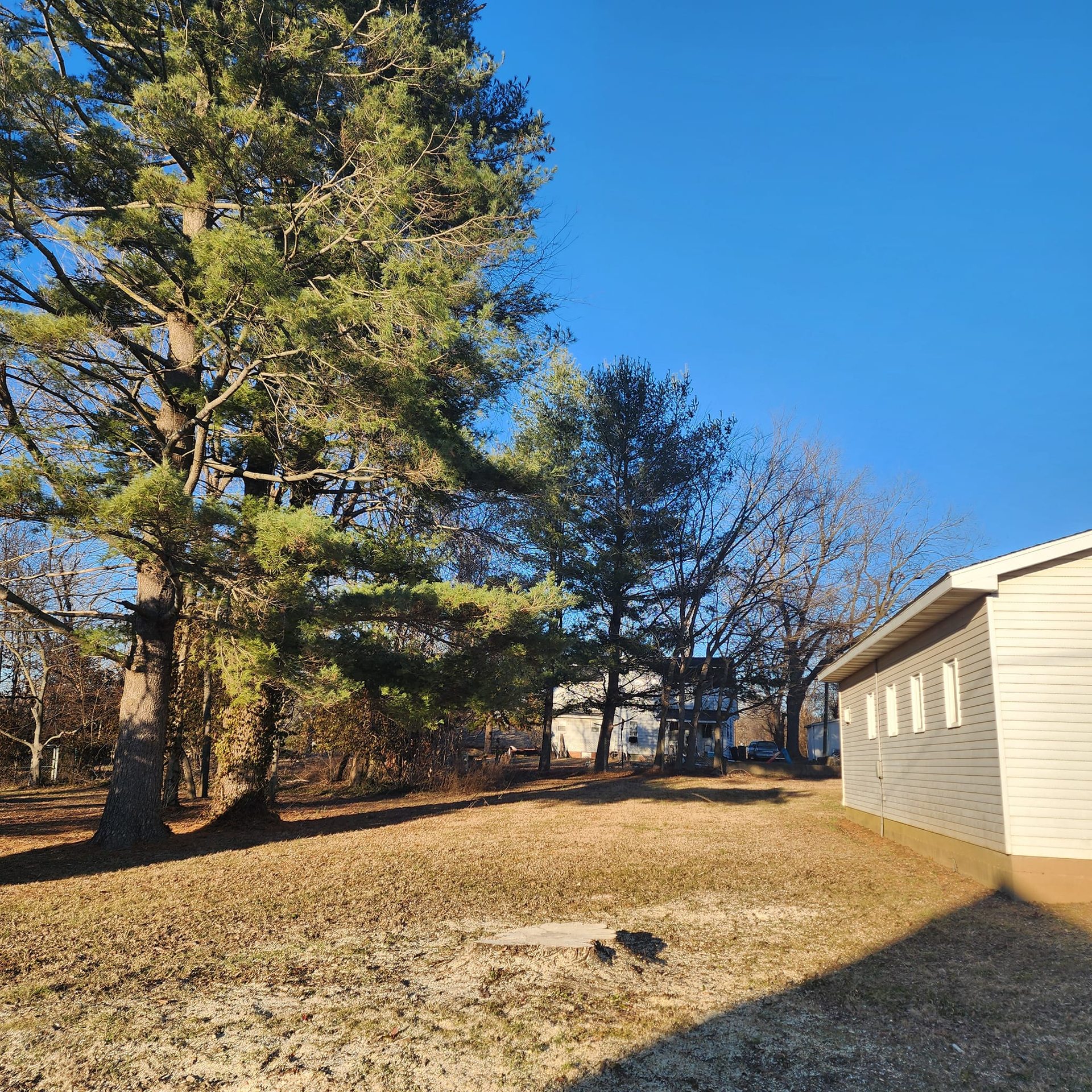 Grassy yard with tall trees and a building on a sunny day.