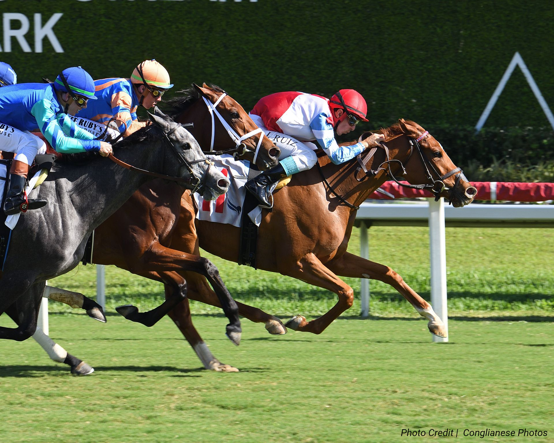 Jockeys in colorful silks race horses on a grass track at a stadium.