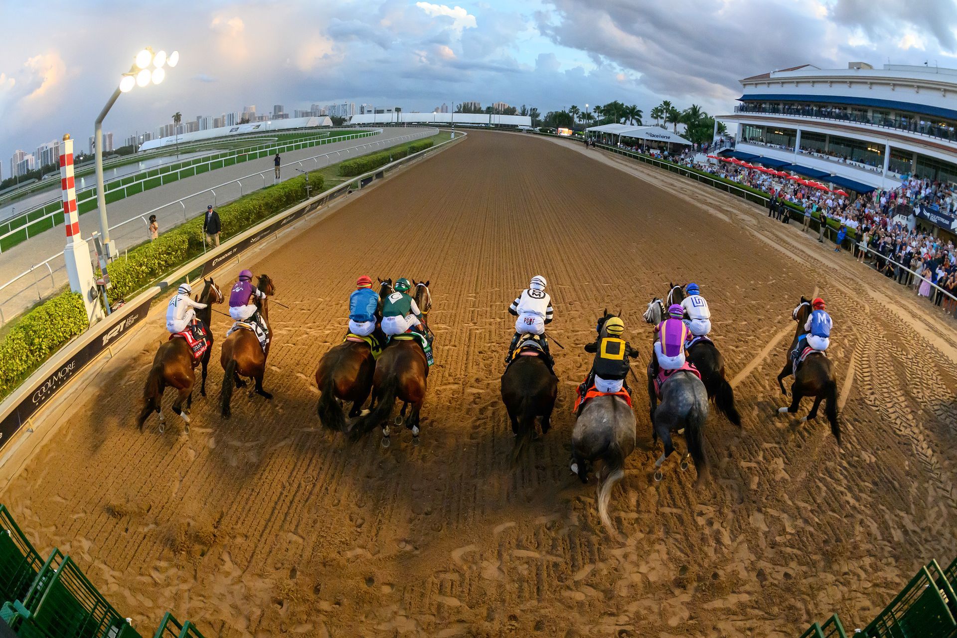 horses racing from the gate on dirt track with evening sky