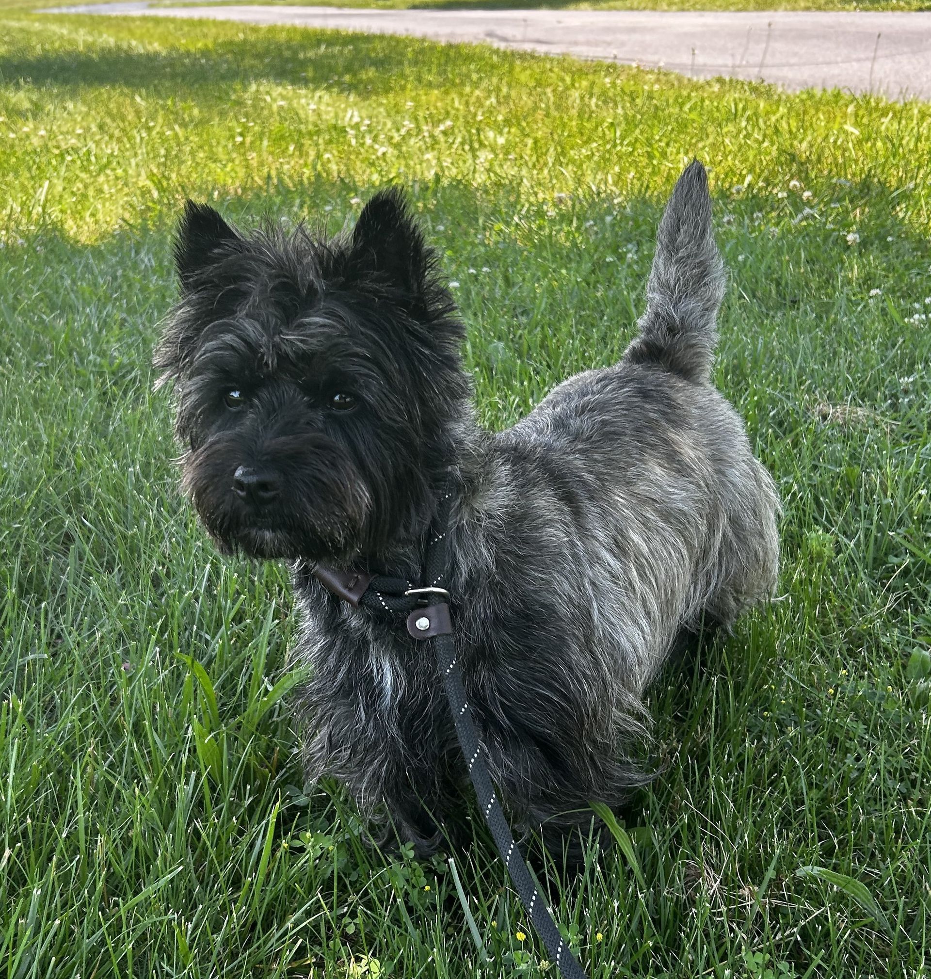 Black terrier standing in green grass with a leash, looking alert at the camera.