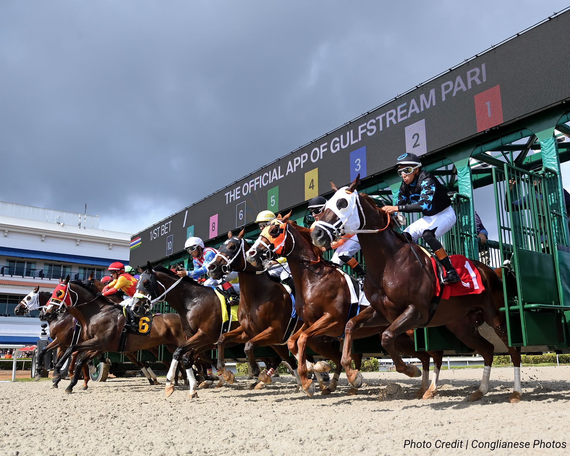 Comienza la carrera de caballos en Gulfstream Park: los jinetes, montados en coloridos purasangres, parten de la gatera.