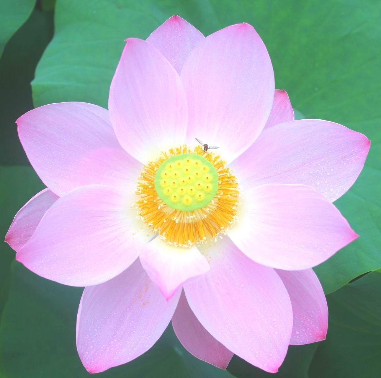 Pink Lotus by J. Vandershuit.  REALIFECOACH BLOG1. J. Vandershuit