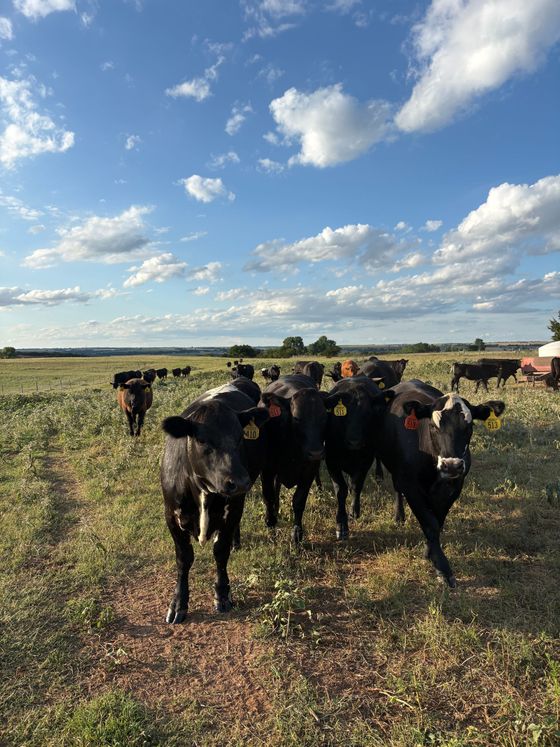 Black cows standing in a grassy pasture under a blue sky with scattered clouds.