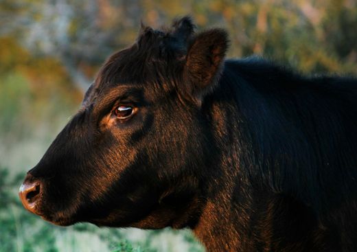 Close-up of a black calf in profile against a blurred outdoor background