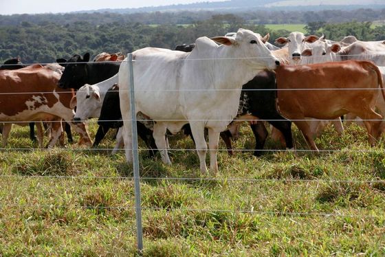 Cows of various colors standing in a grassy pasture behind a wire fence