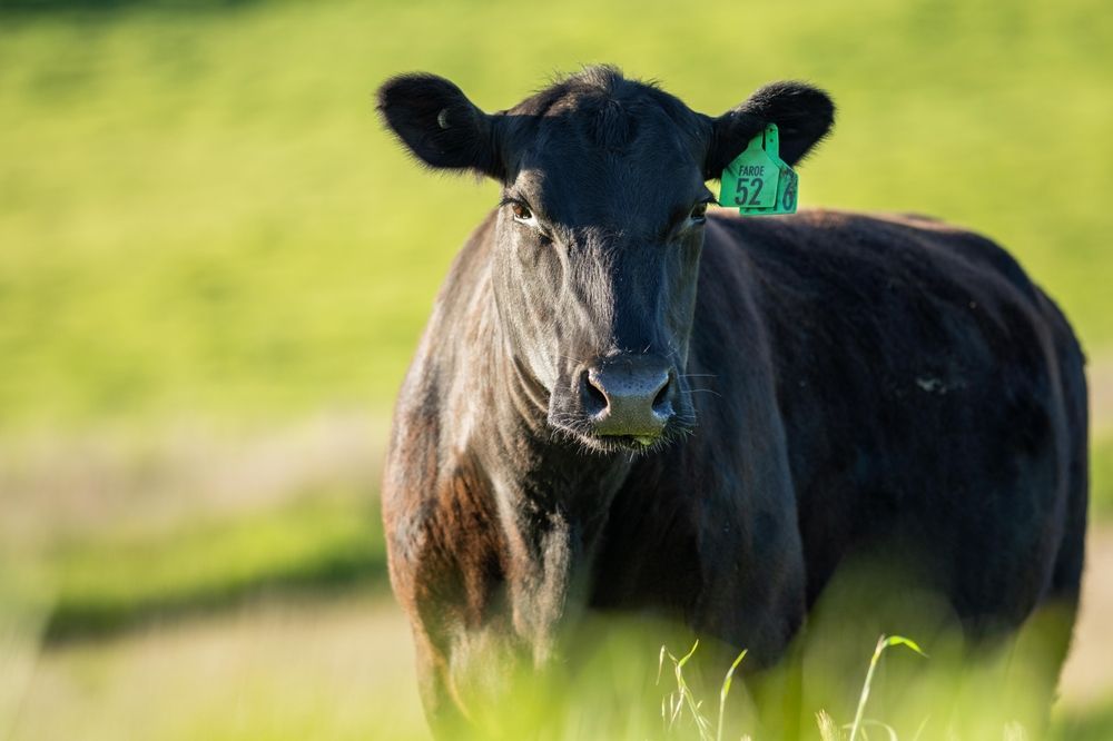 Black cow standing in a sunny green pasture, facing the camera