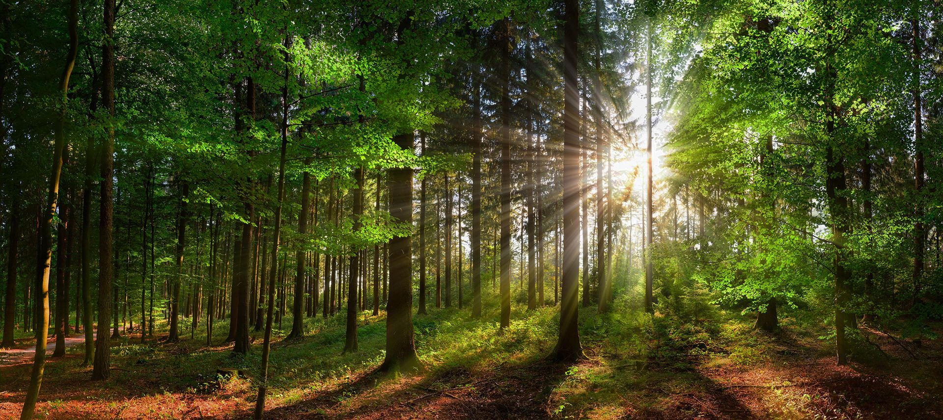 De zon schijnt door de bomen in het bos.