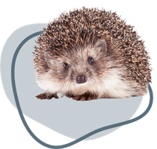 Een egel zit in een cirkel op een witte achtergrond