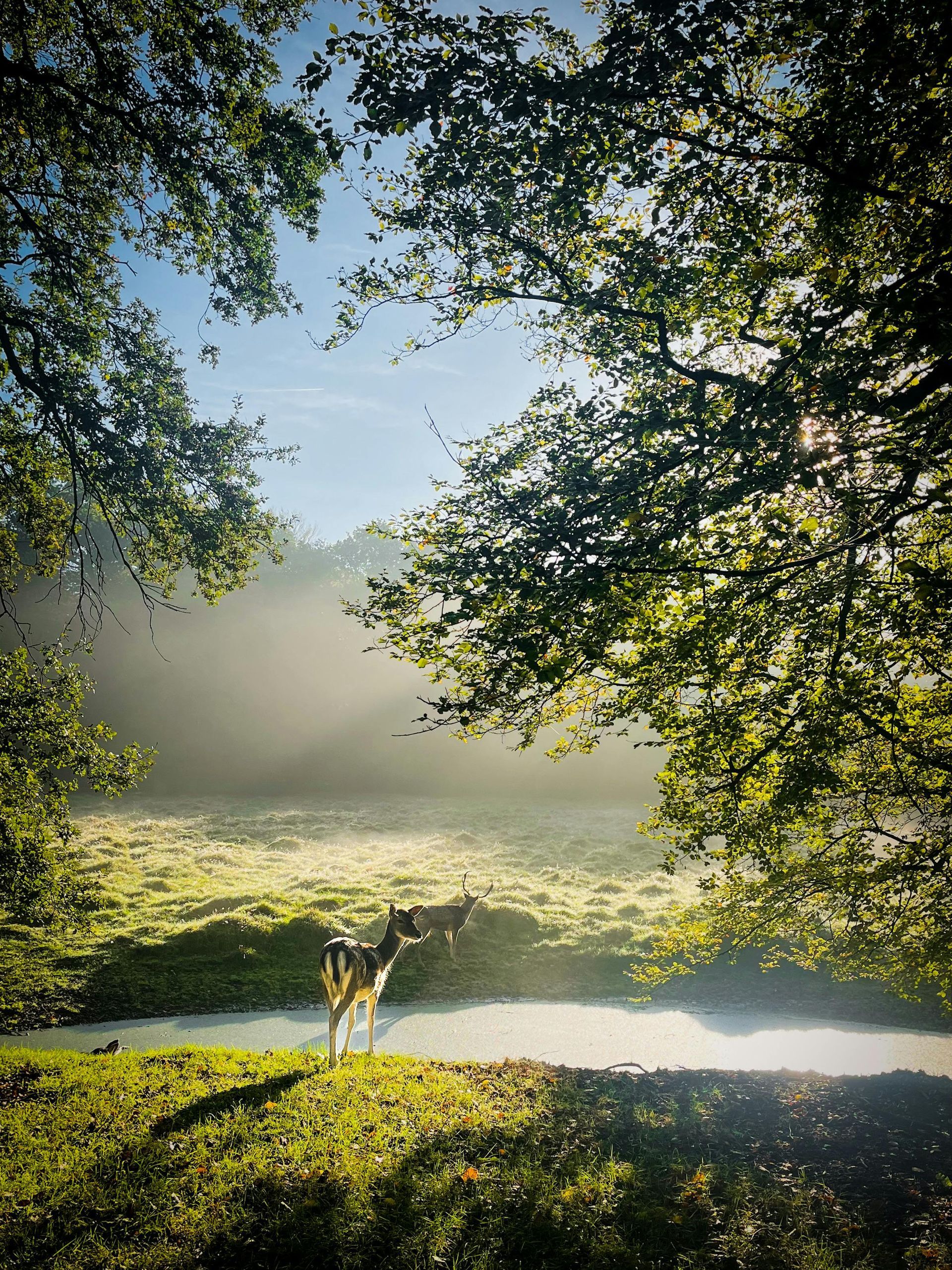 Een hert staat in een veld naast een rivier, omgeven door bomen.