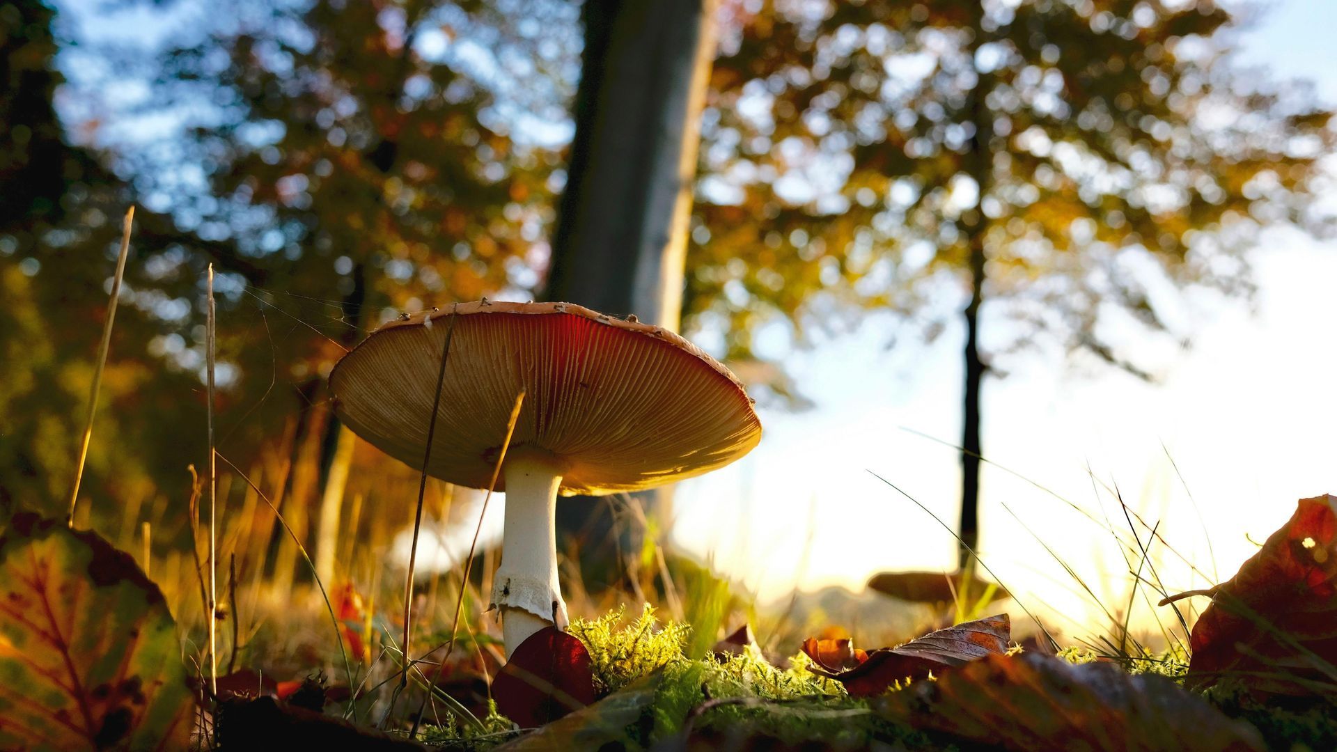 Er groeit een paddenstoel in het gras in het bos.