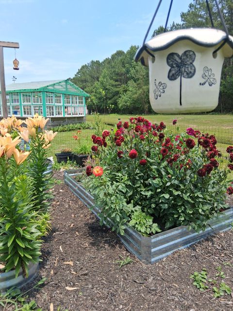 A hanging planter with a clover design above a metal raised bed of dark red flowers and a greenhouse in the background. A hanging planter with a clover design above a metal raised bed of dark red flowers and a greenhouse in the background.
