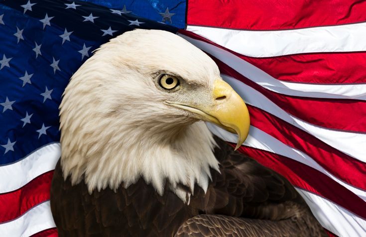 Bald eagle with the American flag in the background.