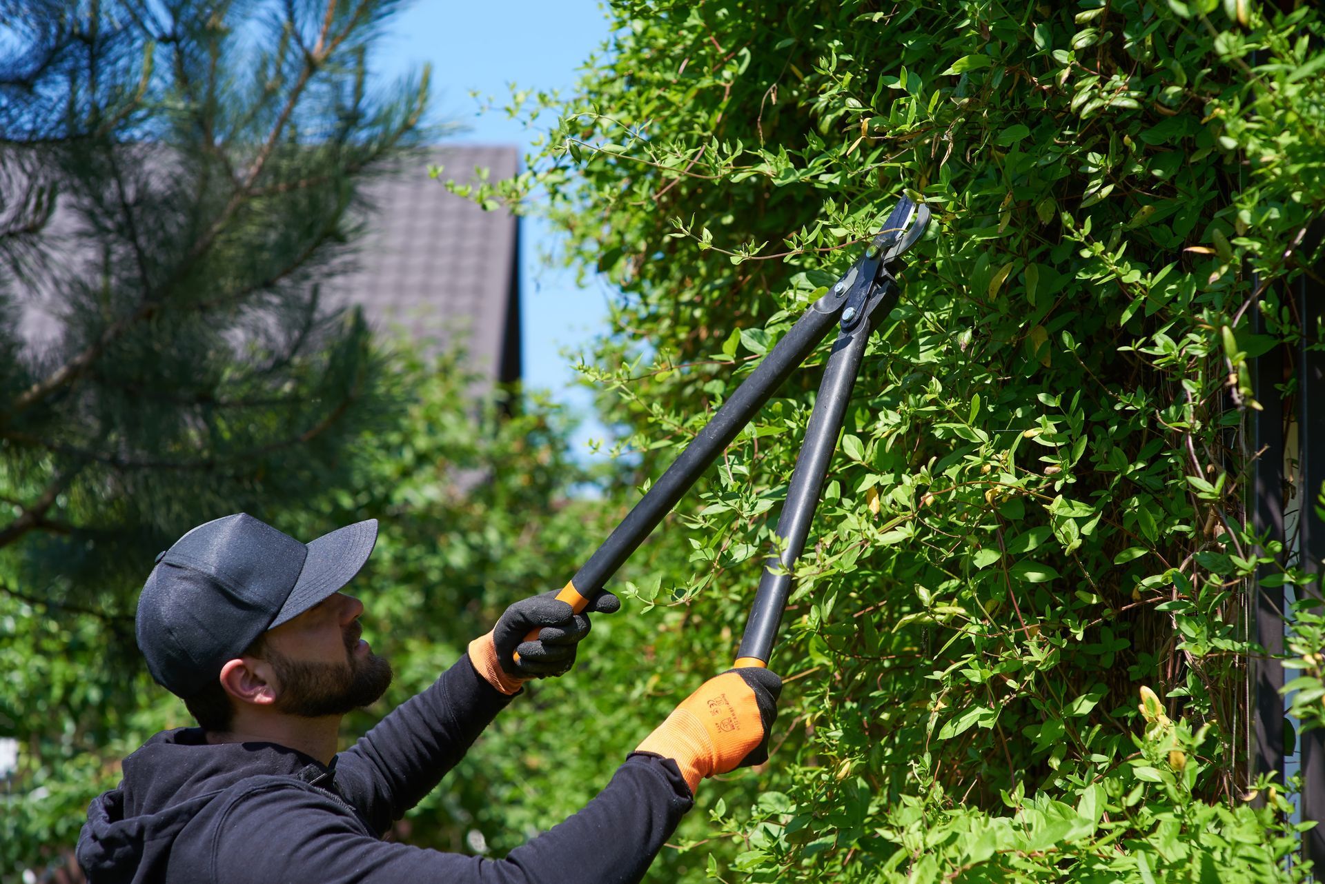 A man is cutting a bush with a pair of scissors.